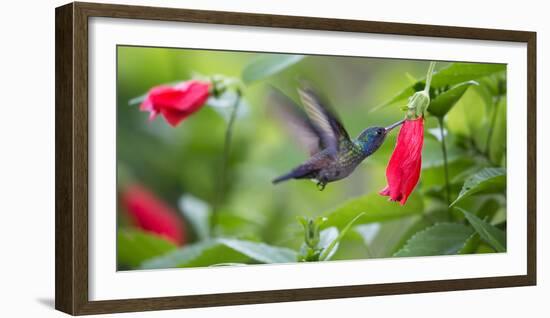 A Violet-Capped Woodnymph Feeds from a Flower in the Atlantic Rainforest-Alex Saberi-Framed Photographic Print