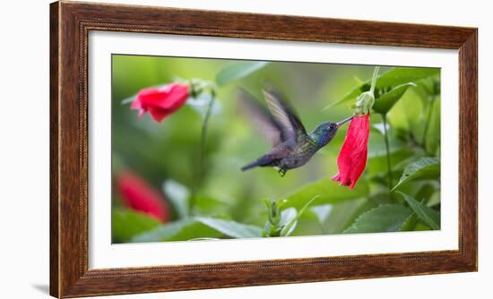 A Violet-Capped Woodnymph Feeds from a Flower in the Atlantic Rainforest-Alex Saberi-Framed Photographic Print