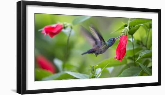 A Violet-Capped Woodnymph Feeds from a Flower in the Atlantic Rainforest-Alex Saberi-Framed Photographic Print