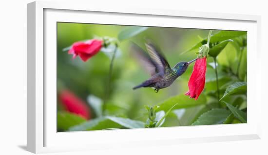 A Violet-Capped Woodnymph Feeds from a Flower in the Atlantic Rainforest-Alex Saberi-Framed Photographic Print