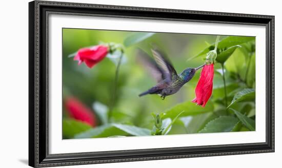 A Violet-Capped Woodnymph Feeds from a Flower in the Atlantic Rainforest-Alex Saberi-Framed Photographic Print