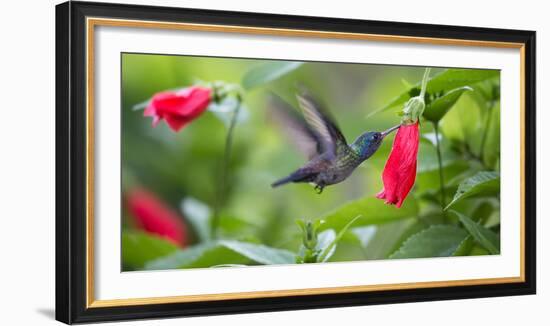 A Violet-Capped Woodnymph Feeds from a Flower in the Atlantic Rainforest-Alex Saberi-Framed Photographic Print