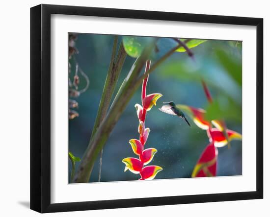 A Violet-Capped Woodnymph Hummingbird Feeds on Heliconia Rostratas in Ubatuba, Brazil-Alex Saberi-Framed Photographic Print