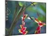 A Violet-Capped Woodnymph Hummingbird Feeds on Heliconia Rostratas in Ubatuba, Brazil-Alex Saberi-Mounted Photographic Print