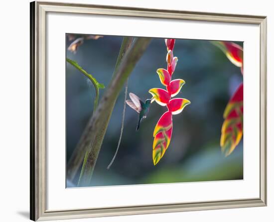 A Violet-Capped Woodnymph Hummingbird Feeds on Heliconia Rostratas in Ubatuba, Brazil-Alex Saberi-Framed Photographic Print