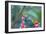 A Violet-Capped Woodnymph Hummingbird Feeds on Heliconia Rostratas in Ubatuba, Brazil-Alex Saberi-Framed Photographic Print