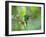 A Violet-Capped Woodnymph Hummingbird Stretches its Wings in a Tropical Jungle Clearing in Ubatuba-Alex Saberi-Framed Photographic Print