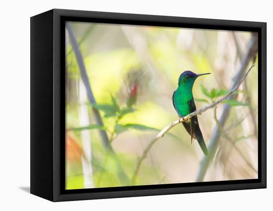 A Violet-Capped Woodnymph Perches on a Tree Branch in the Atlantic Rainforest-Alex Saberi-Framed Premier Image Canvas