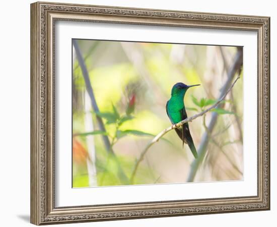 A Violet-Capped Woodnymph Perches on a Tree Branch in the Atlantic Rainforest-Alex Saberi-Framed Photographic Print