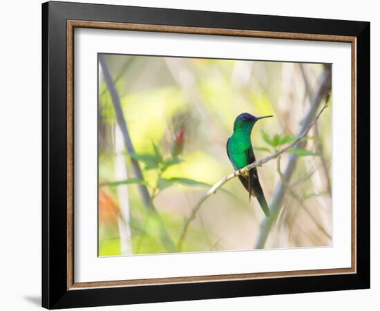 A Violet-Capped Woodnymph Perches on a Tree Branch in the Atlantic Rainforest-Alex Saberi-Framed Photographic Print