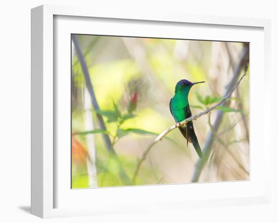 A Violet-Capped Woodnymph Perches on a Tree Branch in the Atlantic Rainforest-Alex Saberi-Framed Photographic Print