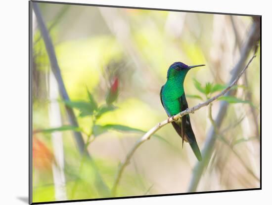 A Violet-Capped Woodnymph Perches on a Tree Branch in the Atlantic Rainforest-Alex Saberi-Mounted Photographic Print