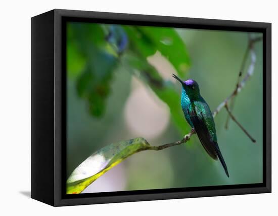 A Violet-Capped Woodnymph Perching on Twig in Atlantic Rainforest, Brazil-Alex Saberi-Framed Premier Image Canvas