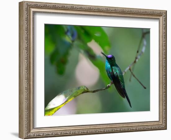 A Violet-Capped Woodnymph Perching on Twig in Atlantic Rainforest, Brazil-Alex Saberi-Framed Photographic Print