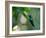 A Violet-Capped Woodnymph Perching on Twig in Atlantic Rainforest, Brazil-Alex Saberi-Framed Photographic Print