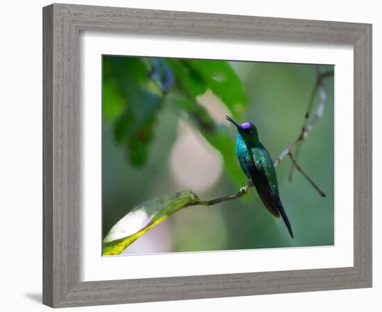 A Violet-Capped Woodnymph Perching on Twig in Atlantic Rainforest, Brazil-Alex Saberi-Framed Photographic Print