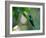 A Violet-Capped Woodnymph Perching on Twig in Atlantic Rainforest, Brazil-Alex Saberi-Framed Photographic Print