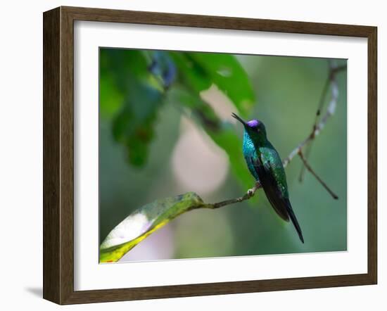 A Violet-Capped Woodnymph Perching on Twig in Atlantic Rainforest, Brazil-Alex Saberi-Framed Photographic Print