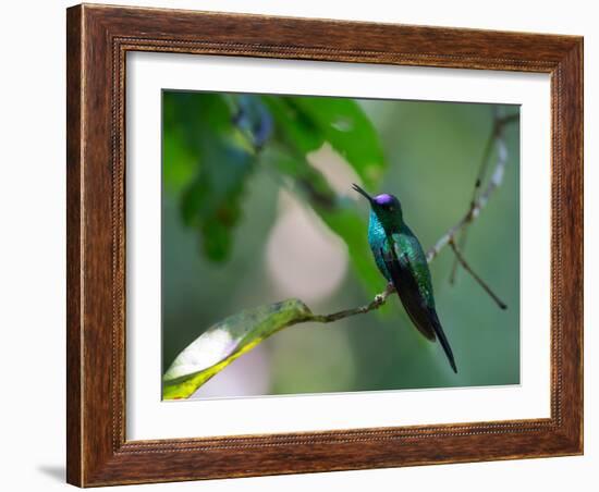 A Violet-Capped Woodnymph Perching on Twig in Atlantic Rainforest, Brazil-Alex Saberi-Framed Photographic Print