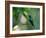 A Violet-Capped Woodnymph Perching on Twig in Atlantic Rainforest, Brazil-Alex Saberi-Framed Photographic Print