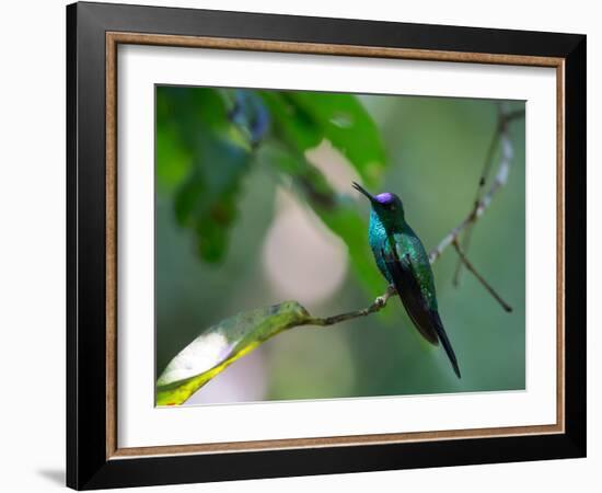 A Violet-Capped Woodnymph Perching on Twig in Atlantic Rainforest, Brazil-Alex Saberi-Framed Photographic Print