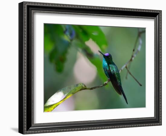 A Violet-Capped Woodnymph Perching on Twig in Atlantic Rainforest, Brazil-Alex Saberi-Framed Photographic Print