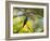 A Violet-Capped Woodnymph Rests on a Branch in Ubatuba, Brazil-Alex Saberi-Framed Photographic Print