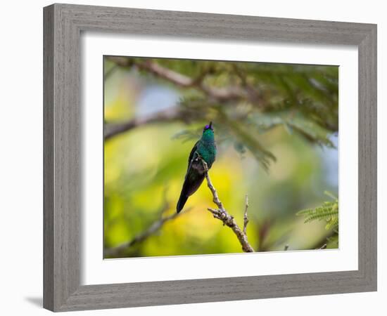 A Violet-Capped Woodnymph Rests on a Branch in Ubatuba, Brazil-Alex Saberi-Framed Photographic Print