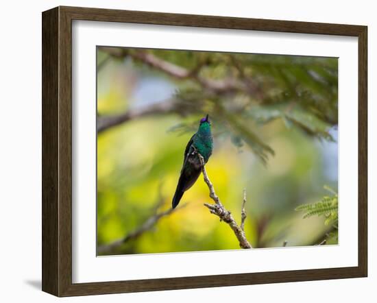 A Violet-Capped Woodnymph Rests on a Branch in Ubatuba, Brazil-Alex Saberi-Framed Photographic Print