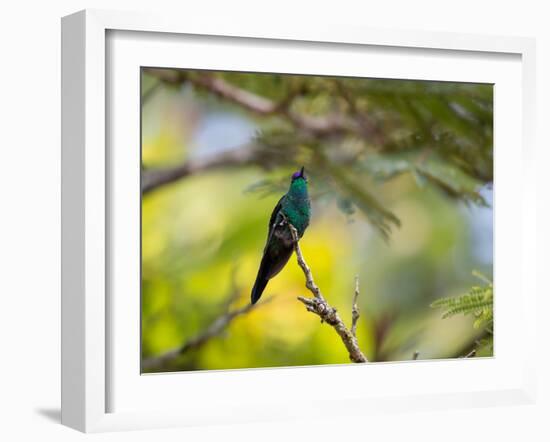 A Violet-Capped Woodnymph Rests on a Branch in Ubatuba, Brazil-Alex Saberi-Framed Photographic Print