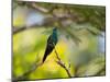 A Violet-Capped Woodnymph Rests on a Branch in Ubatuba, Brazil-Alex Saberi-Mounted Photographic Print