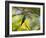 A Violet-Capped Woodnymph Rests on a Branch in Ubatuba, Brazil-Alex Saberi-Framed Photographic Print