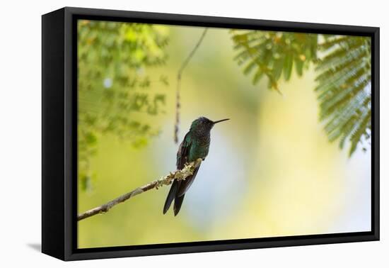 A Violet-Capped Woodnymph Rests on a Branch in Ubatuba, Brazil-Alex Saberi-Framed Premier Image Canvas