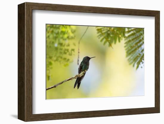 A Violet-Capped Woodnymph Rests on a Branch in Ubatuba, Brazil-Alex Saberi-Framed Photographic Print