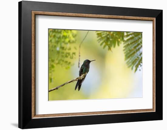 A Violet-Capped Woodnymph Rests on a Branch in Ubatuba, Brazil-Alex Saberi-Framed Photographic Print