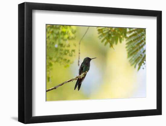 A Violet-Capped Woodnymph Rests on a Branch in Ubatuba, Brazil-Alex Saberi-Framed Photographic Print
