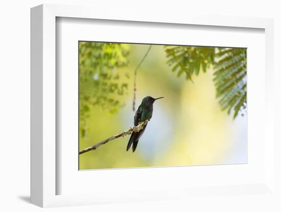 A Violet-Capped Woodnymph Rests on a Branch in Ubatuba, Brazil-Alex Saberi-Framed Photographic Print