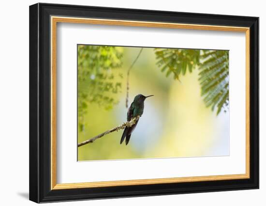 A Violet-Capped Woodnymph Rests on a Branch in Ubatuba, Brazil-Alex Saberi-Framed Photographic Print