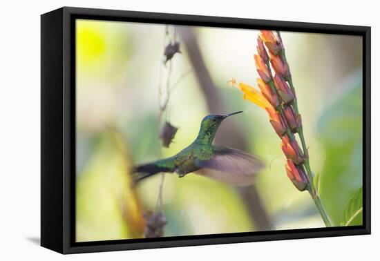 A Violet-Capped Woodnymph, Thalurania Glaucopis, Feeding Mid Flight-Alex Saberi-Framed Premier Image Canvas