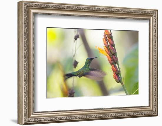 A Violet-Capped Woodnymph, Thalurania Glaucopis, Feeding Mid Flight-Alex Saberi-Framed Photographic Print