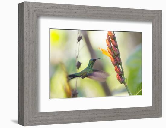 A Violet-Capped Woodnymph, Thalurania Glaucopis, Feeding Mid Flight-Alex Saberi-Framed Photographic Print