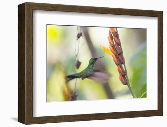 A Violet-Capped Woodnymph, Thalurania Glaucopis, Feeding Mid Flight-Alex Saberi-Framed Photographic Print