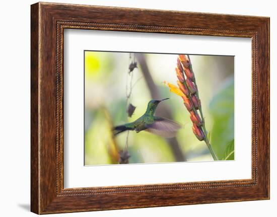 A Violet-Capped Woodnymph, Thalurania Glaucopis, Feeding Mid Flight-Alex Saberi-Framed Photographic Print