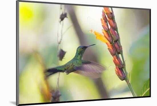 A Violet-Capped Woodnymph, Thalurania Glaucopis, Feeding Mid Flight-Alex Saberi-Mounted Photographic Print