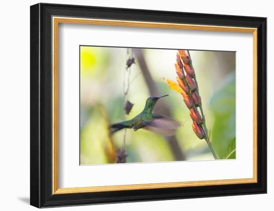 A Violet-Capped Woodnymph, Thalurania Glaucopis, Feeding Mid Flight-Alex Saberi-Framed Photographic Print