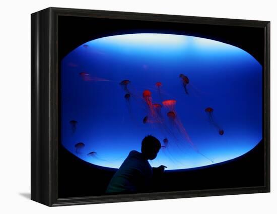 A Visitor Looks at the Jellyfish Called Brown Sea Nettle-null-Framed Premier Image Canvas