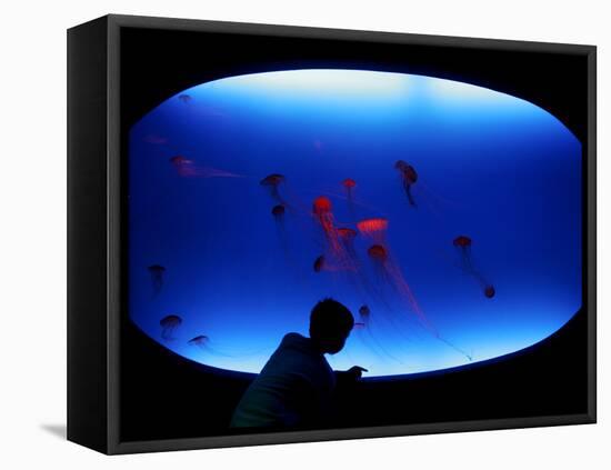 A Visitor Looks at the Jellyfish Called Brown Sea Nettle-null-Framed Premier Image Canvas