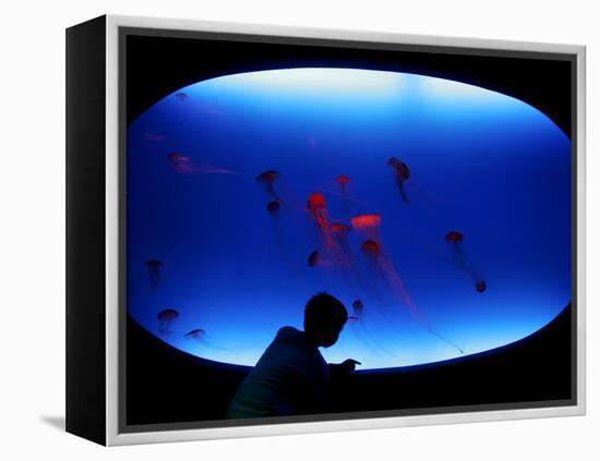 A Visitor Looks at the Jellyfish Called Brown Sea Nettle-null-Framed Premier Image Canvas