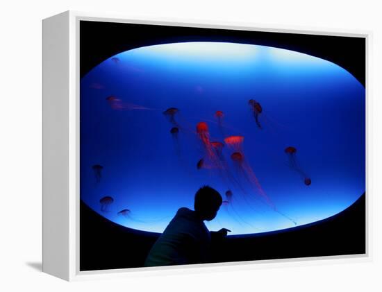 A Visitor Looks at the Jellyfish Called Brown Sea Nettle-null-Framed Premier Image Canvas