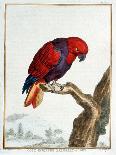 Collection of Rare Animals, Quadrupeds, Birds and Serpents, from Eastern and Western India-A. Vosmaer-Giclee Print